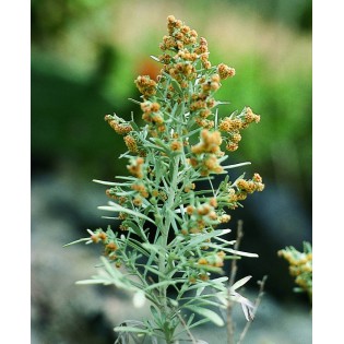 Kanarischer Weihrauch 15 ml.