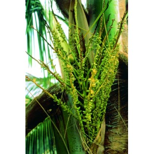 Palmera de Coco 15 ml.