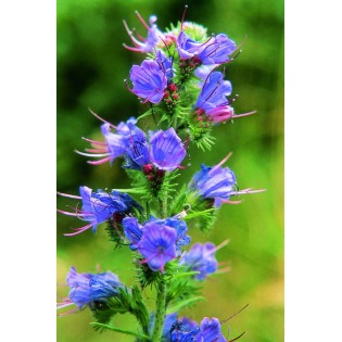 Echium Yellow 15 ml.