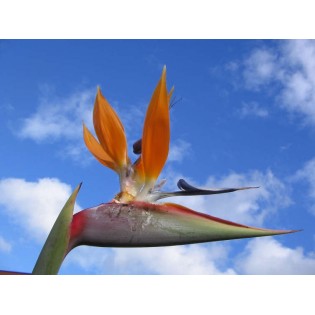 Flor del Paraiso 15 ml.