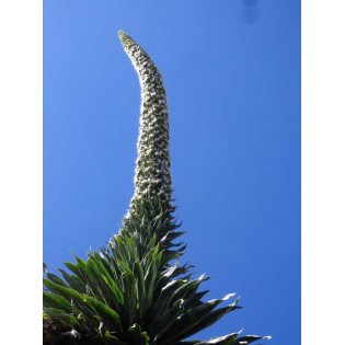 Echium Blanco 15 ml.