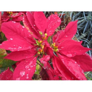 Flor de Pascua 15 ml.