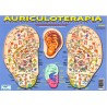 Lamina Auriculoterapia