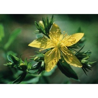 Saint Jhons Word - Hiperico