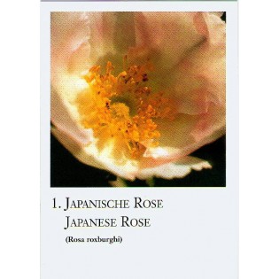 Cartas Rosas - Korte