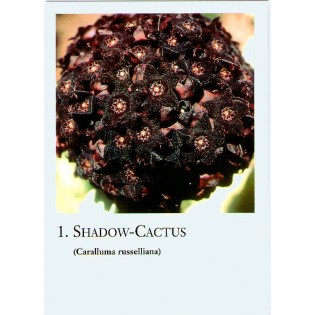 Cartas Cactus - Korte