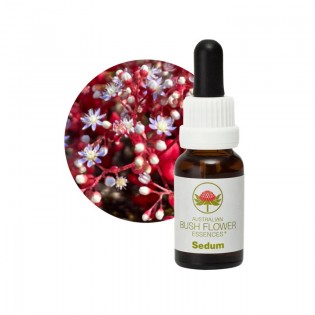 Sedum 15 ml. - Bush