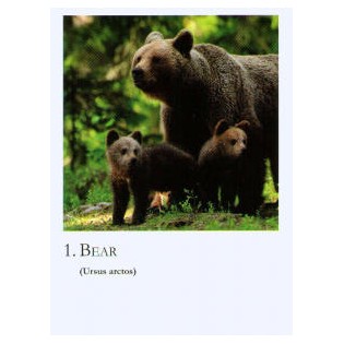 Jogo Animal Cards - Korte