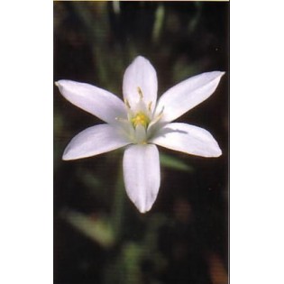 Star of Bethlehem 10-30 ml.