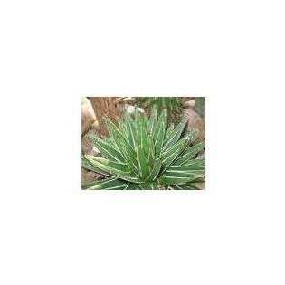 Agave Real 20 ml.