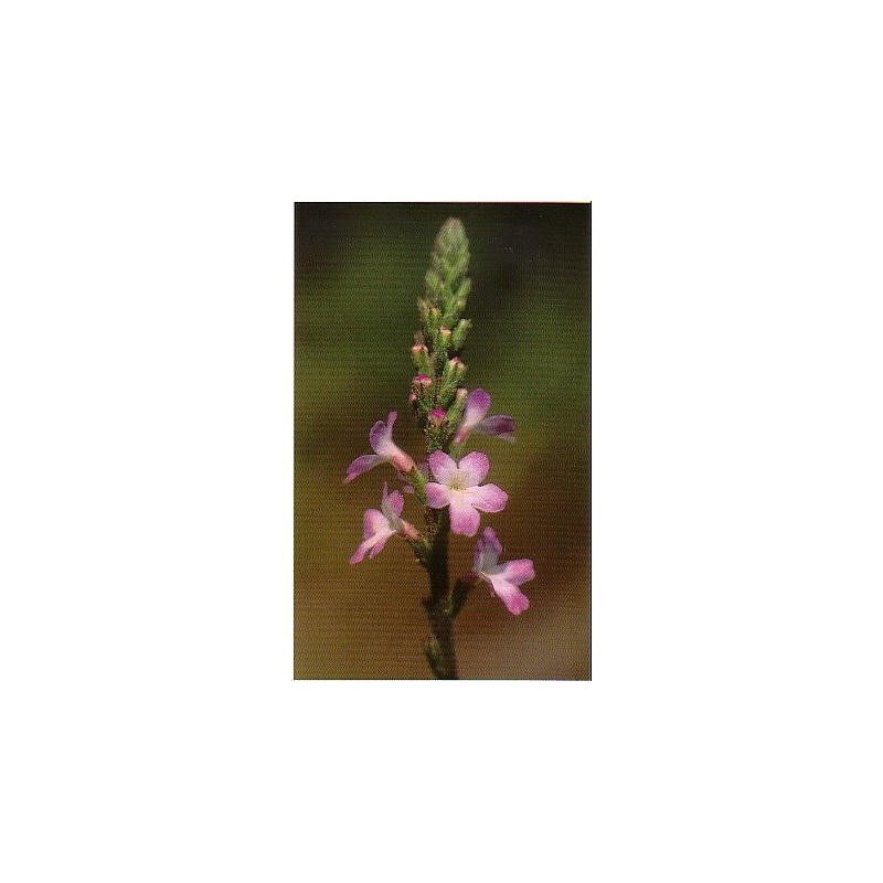 Vervain 20 ml - MD