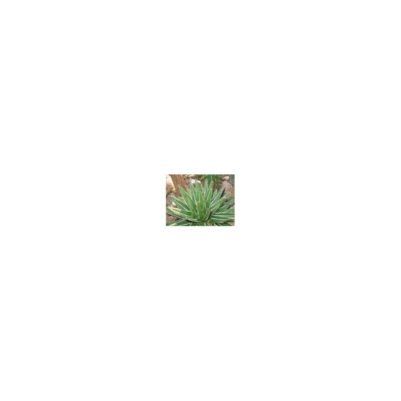 Agave Real 20 ml.