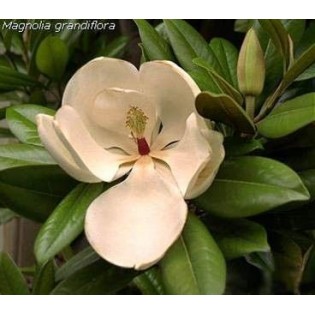 Magnolia 20 ml.