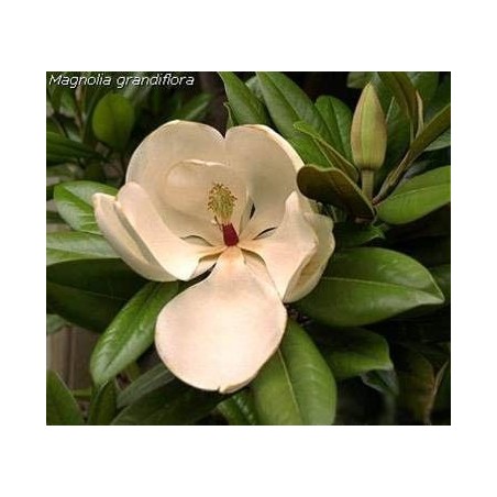 Magnolia 20 ml.
