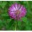 Red clover 20 ml.