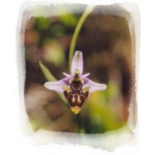 11 - Ophrys Scolopax 15 ml.