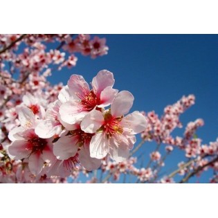 Almond - Almendro 7,5-30 ml.