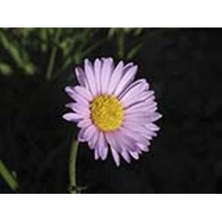 Alpine Easter  7,5-30 ml.