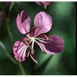 Fireweed - Epilobio 7,5-30 ml.