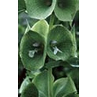 Green Bells of Ireland