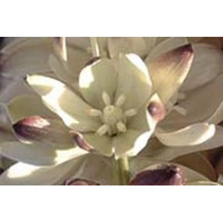 Joshua Tree  7,5-30 ml.