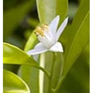 Lemon - Limón 7,5-30 ml.