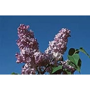 Lilac - Lila 7,5-30 ml.