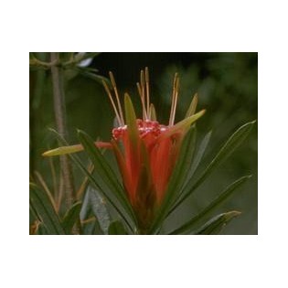 Mountain Penniroyal  7,5-30 ml.