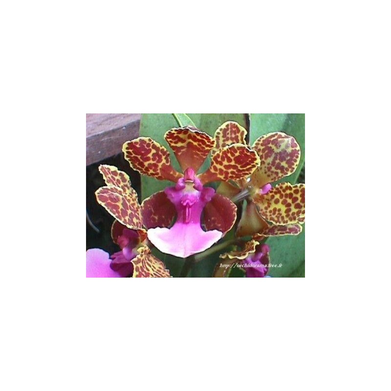 Orquidea Color 15 ml.