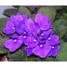 Fragancia Natural Violetas 10 ml.
