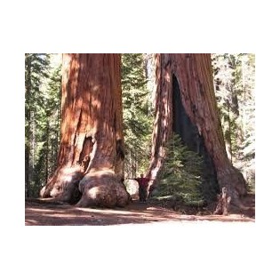 Sequoia 7,5-30 ml.