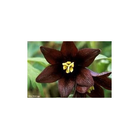 Chocolate Lily 7,5-30 ml.