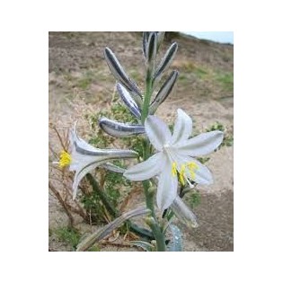 Desert Lily 7,5-30 ml.