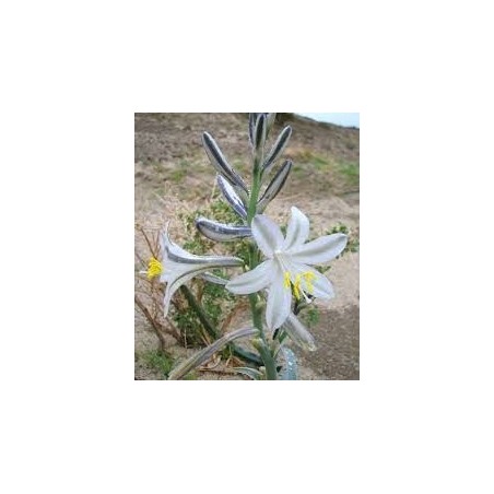 Desert Lily 7,5-30 ml.