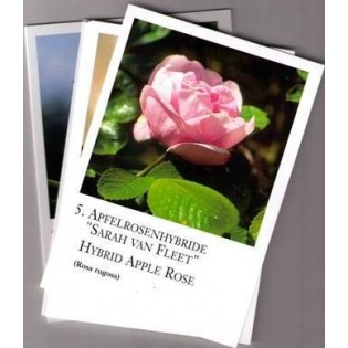 Rose Essences Cards - Korte