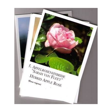 Rose Essences Cards - Korte