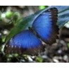 Esencia de Mariposa Morpho Pelaides 15 ml.