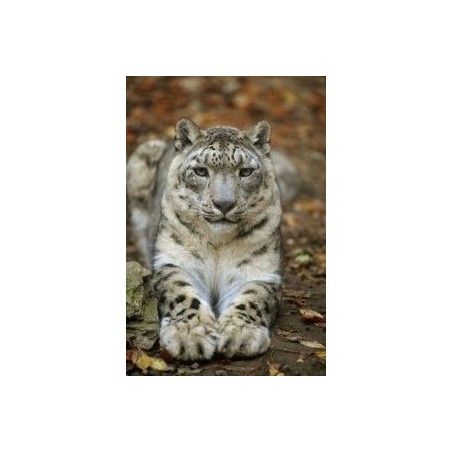 Esencia de Leopardo de las Nieves  15 ml