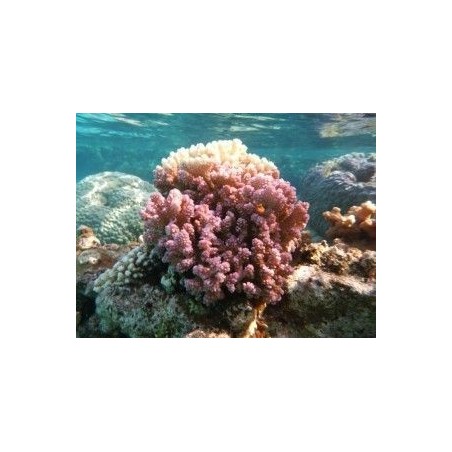 Esencia de Coral de Fuego 15 ml