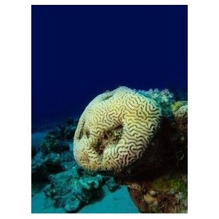 Esencia de Coral de Pieda 15 ml