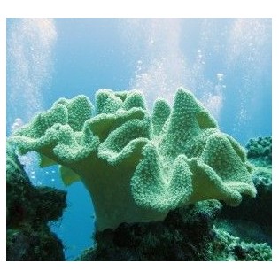 Esencia de Coral Cerebro 15 ml