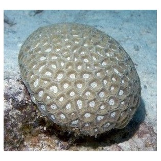 Esencia de Coral de Cuero 15 ml