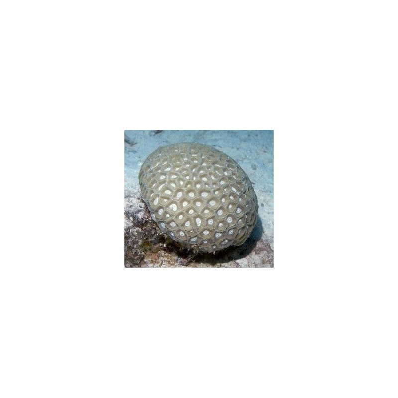 Esencia de Coral de Cuero 15 ml