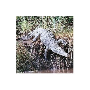 Esencia de Cocodrilo (Alligator) 15 ml.