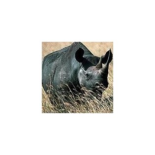 Esencia de Rinoceronte 15 ml
