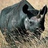 Esencia de Rinoceronte 15 ml