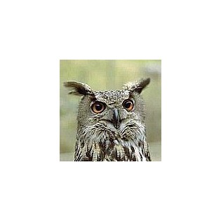 Eagle Owl Essence 15 ml.