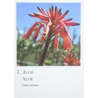 Cartas de Plantas Silvestres Africanas - Canarias