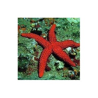 Starfish 15 ml.