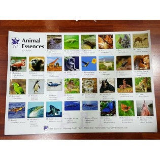 Poster Animales Africanos Korte